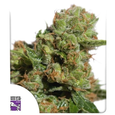 Auto Bruce Lemon Diesel von Dutch Passion