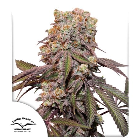 Auto Candy Bubatz XL von Dutch Passion
