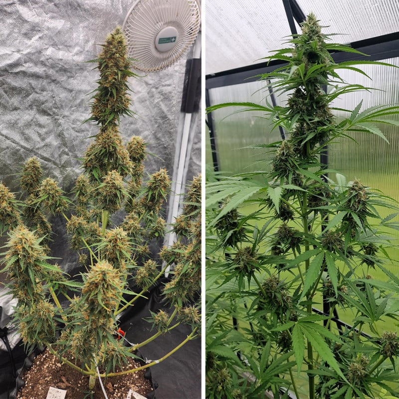 Auto Candy Bubatz XL von Dutch Passion
