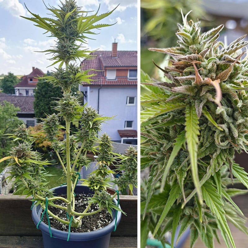 Auto Candy Bubatz XL von Dutch Passion