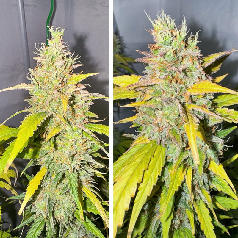 Auto Candy Bubatz XL von Dutch Passion