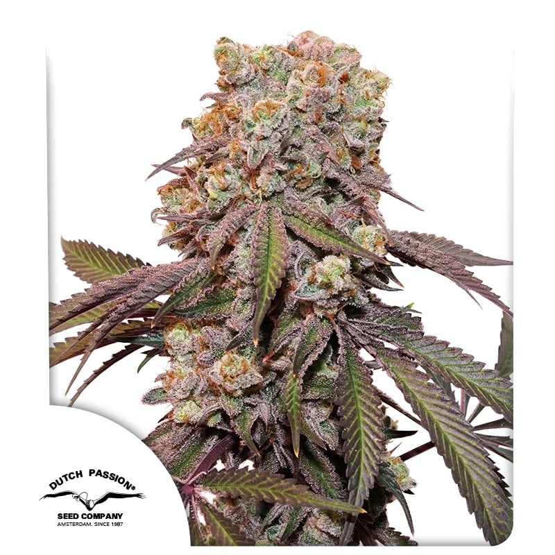 Auto Candy Bubatz XL® von Dutch Passion