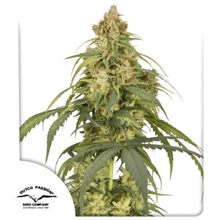 Auto CBD-Victory von Dutch Passion