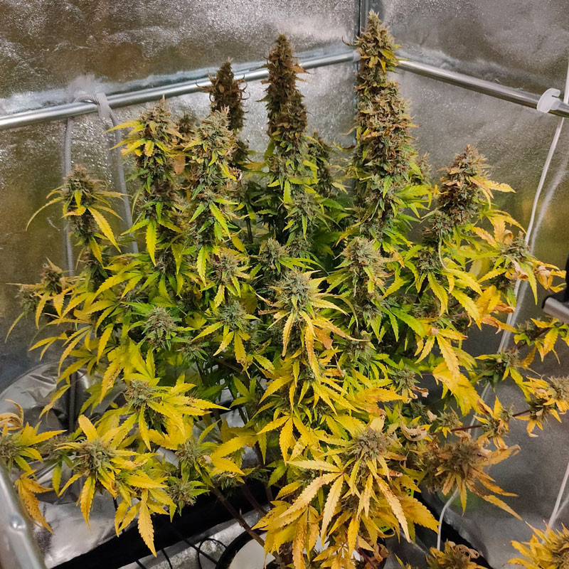Auto CBG-Force von Dutch Passion