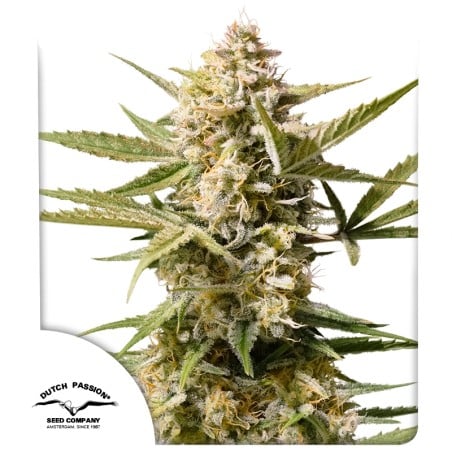 Auto Cinderella Jack von Dutch Passion