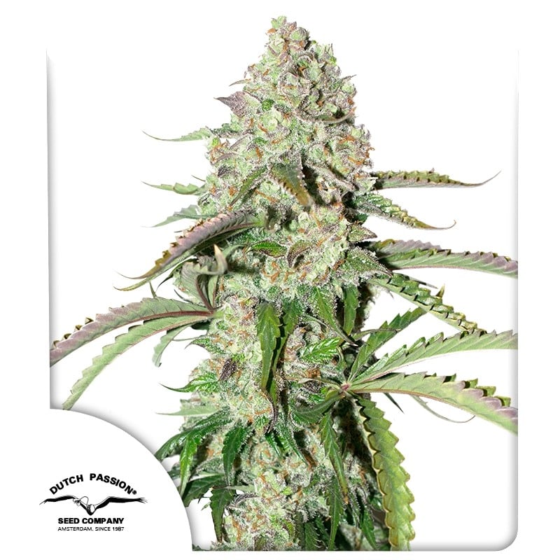 Auto Colorado Cookies von Dutch Passion
