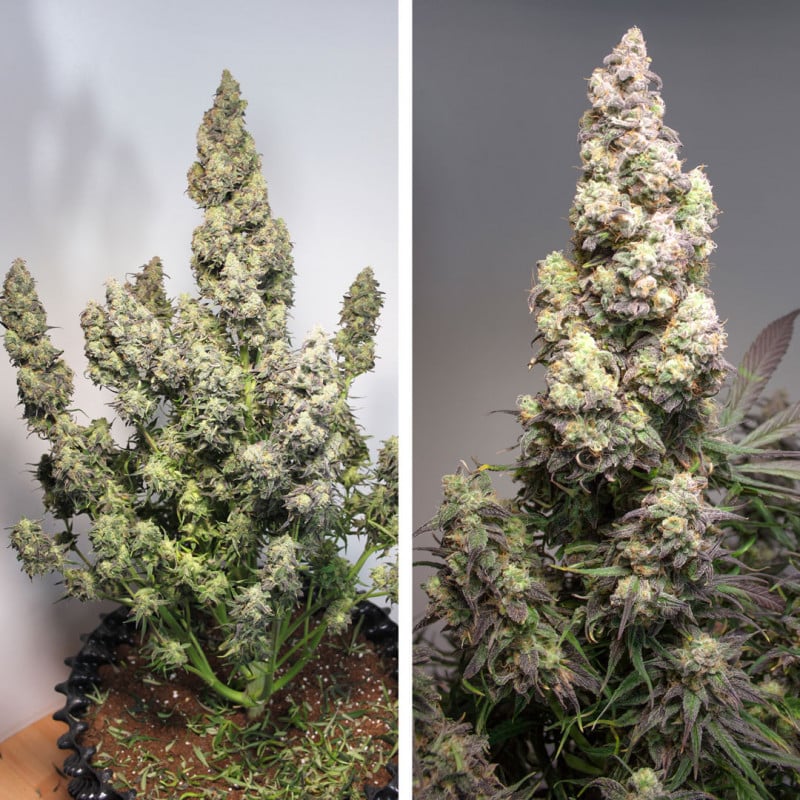 Auto Colorado Cookies von Dutch Passion