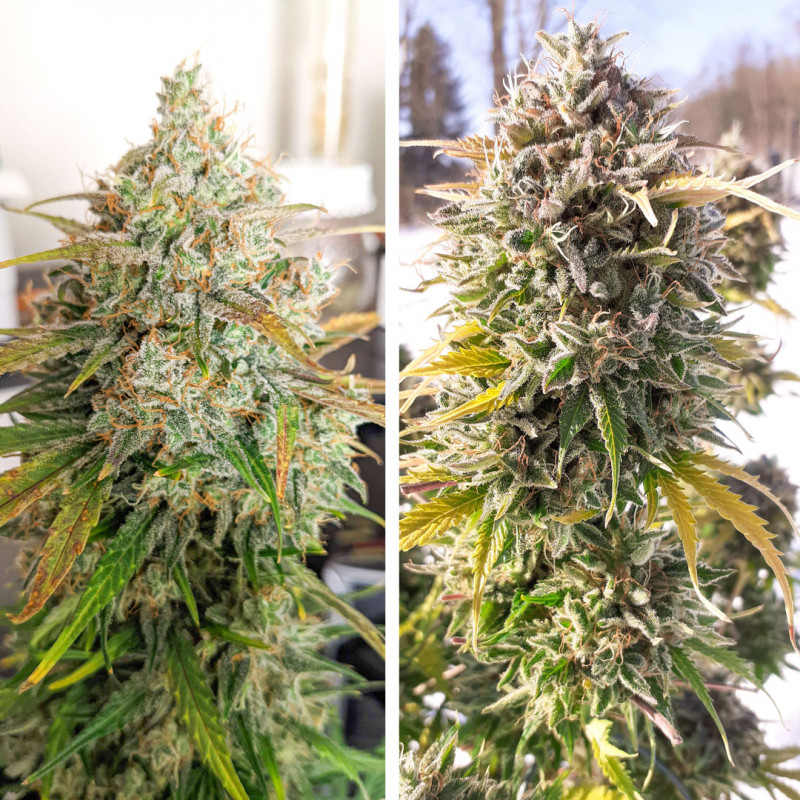 Auto Colorado Cookies von Dutch Passion