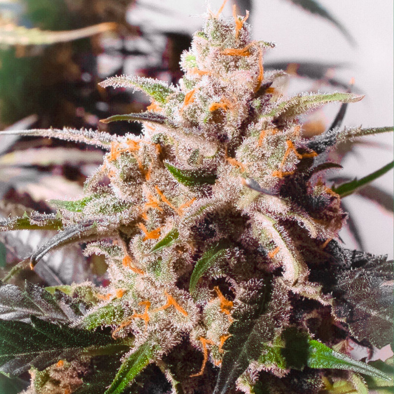 Auto Colorado Cookies von Dutch Passion
