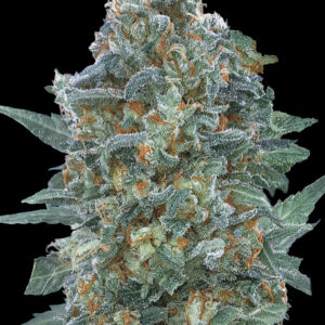 Auto Critical Lemon CBD von Advanced Seeds