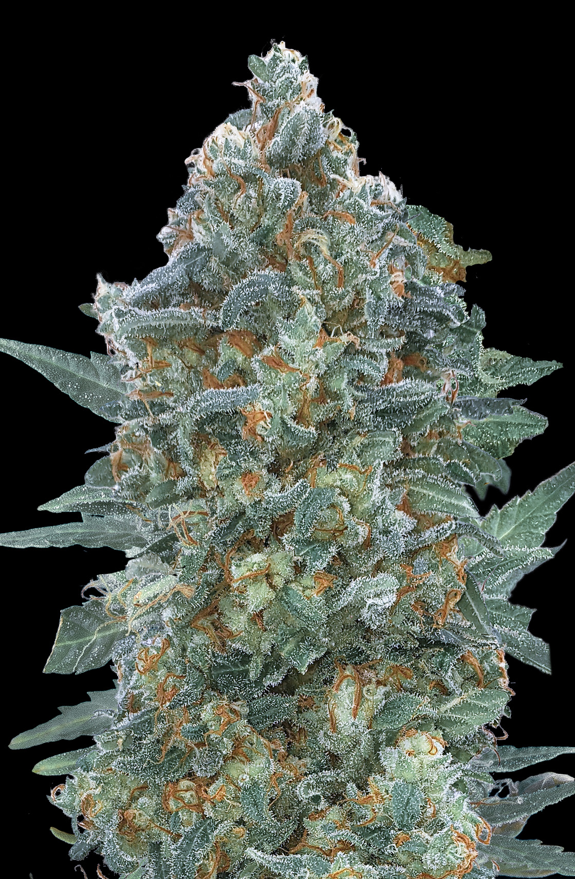 Auto Critical Lemon CBD Advanced Seeds