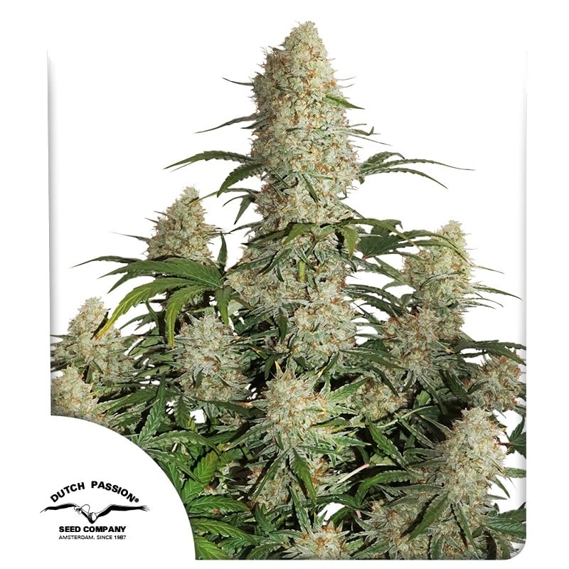 Auto Critical Orange Punch von Dutch Passion