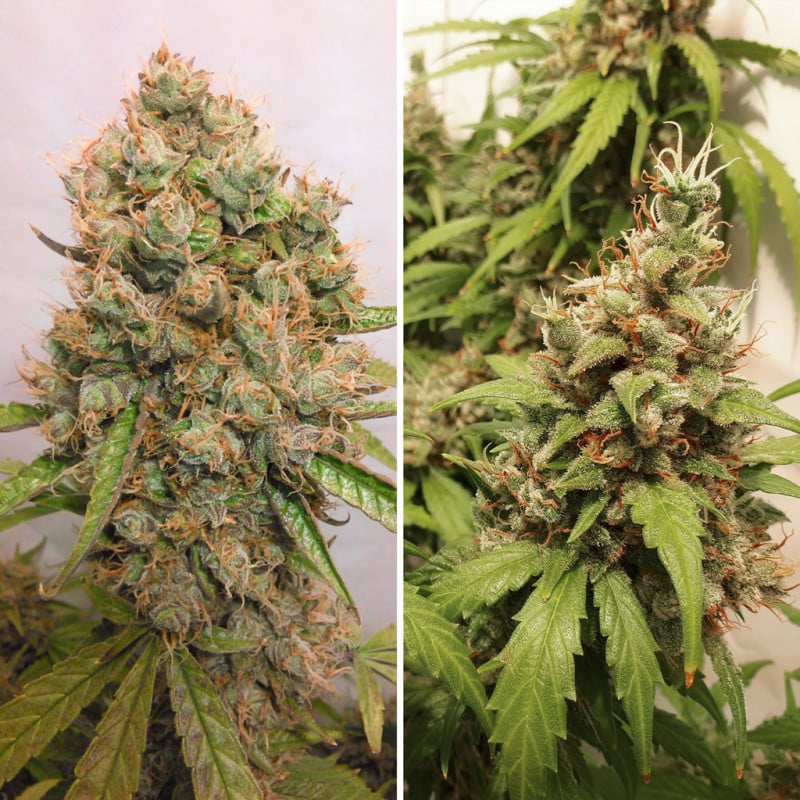 Auto Critical Orange Punch von Dutch Passion