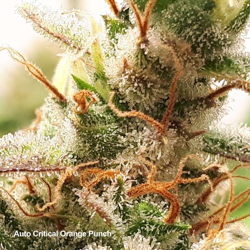 Auto Critical Orange Punch von Dutch Passion