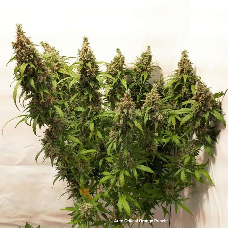 Auto Critical Orange Punch von Dutch Passion