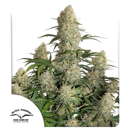 Auto Critical Orange Punch von Dutch Passion