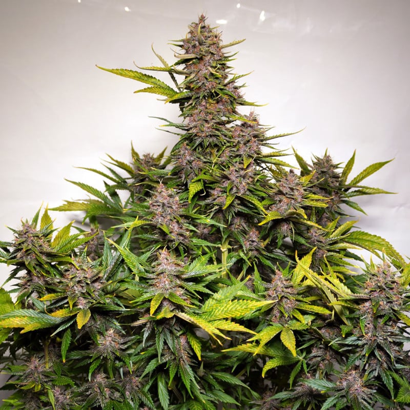 Auto Forbidden Cherry von Dutch Passion