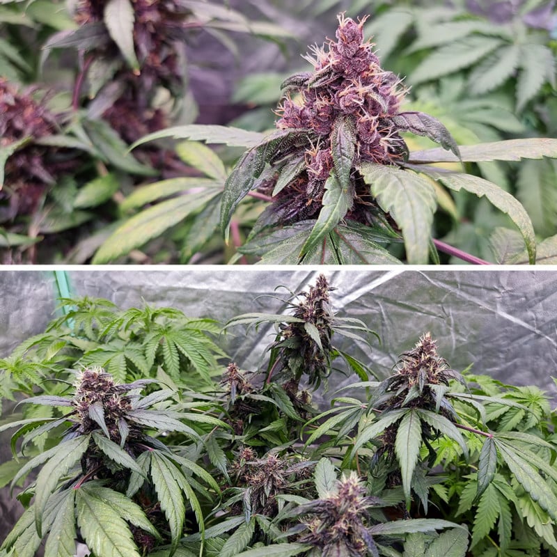 Auto Forbidden Cherry von Dutch Passion
