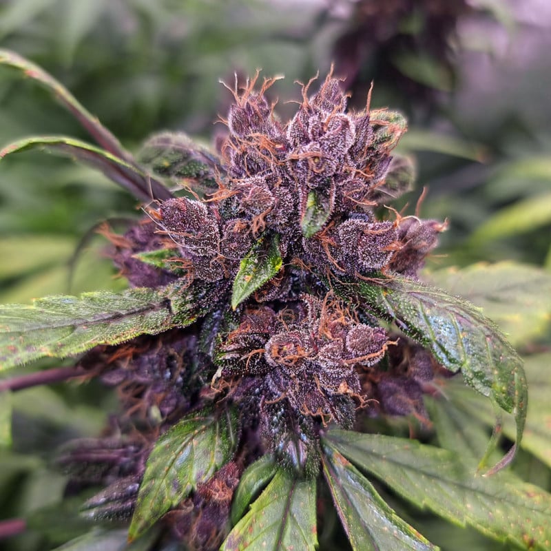 Auto Forbidden Cherry von Dutch Passion