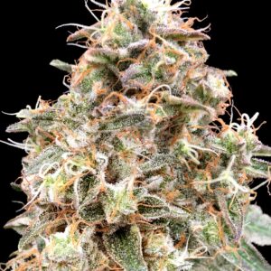 Auto Forbidden Fruit Cake von Advanced Seeds