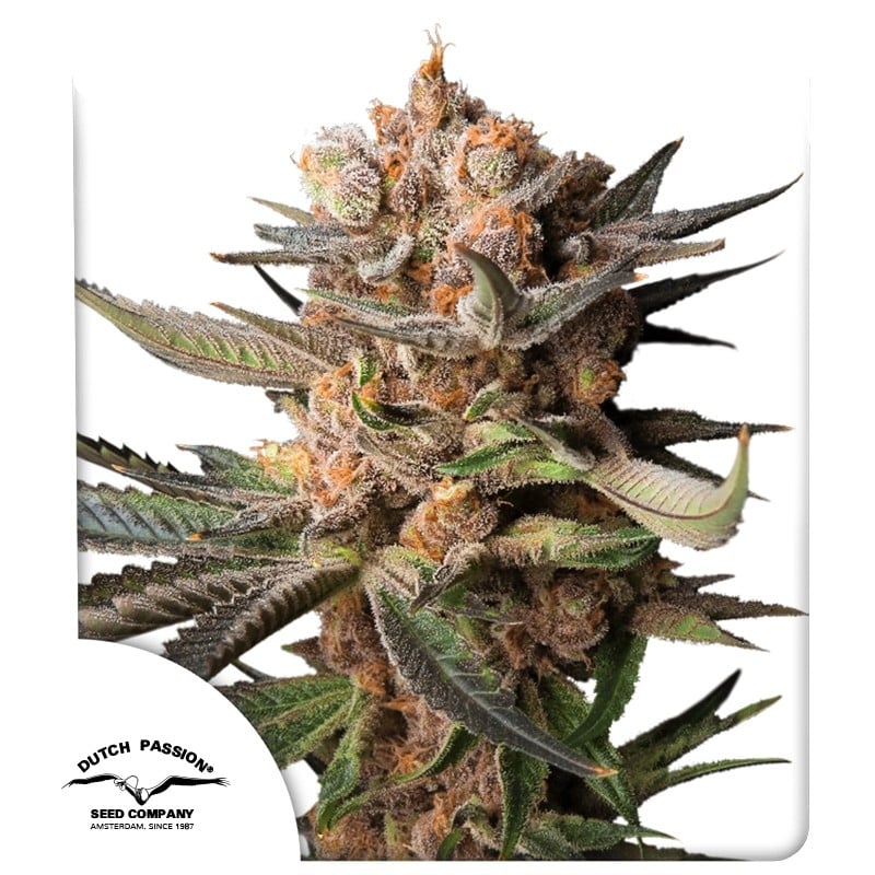Auto Frozen Biscotti von Dutch Passion