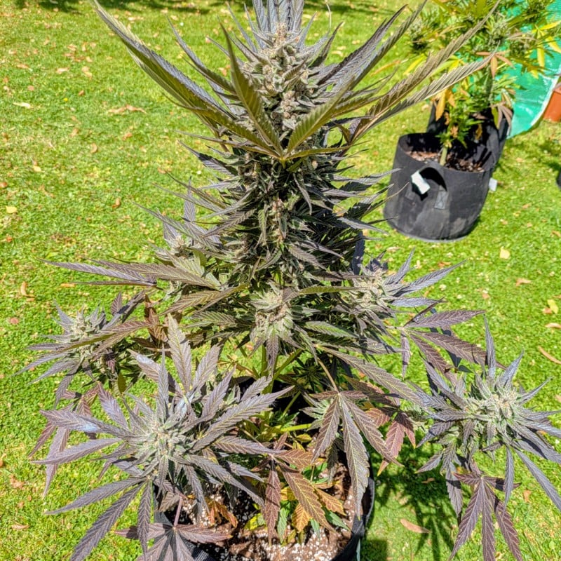 Auto Frozen Biscotti von Dutch Passion