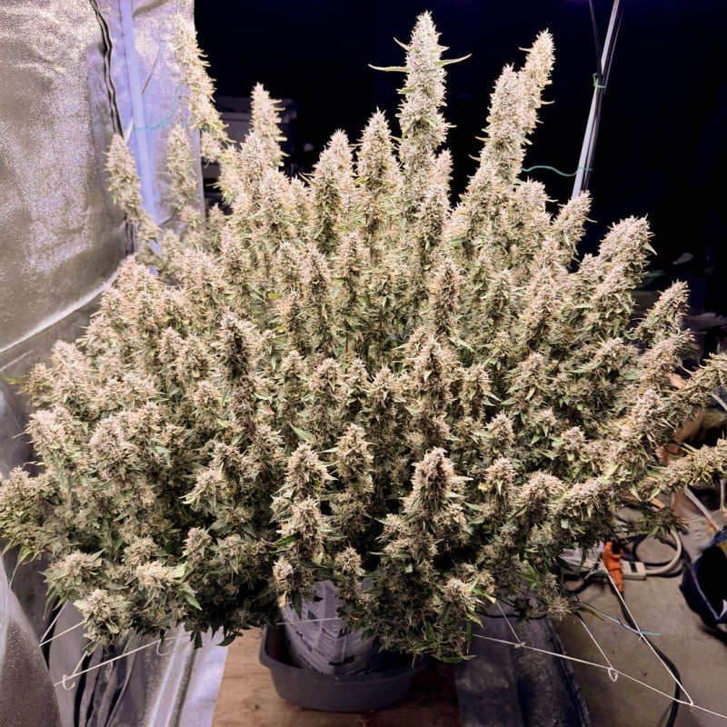 Auto Frozen Biscotti von Dutch Passion