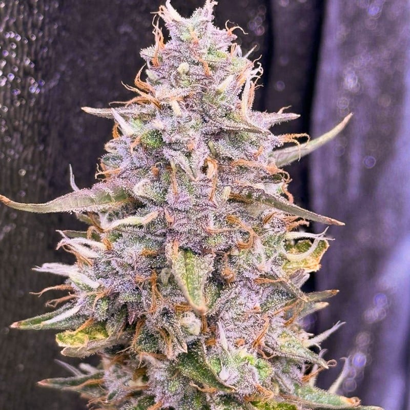 Auto Frozen Biscotti von Dutch Passion