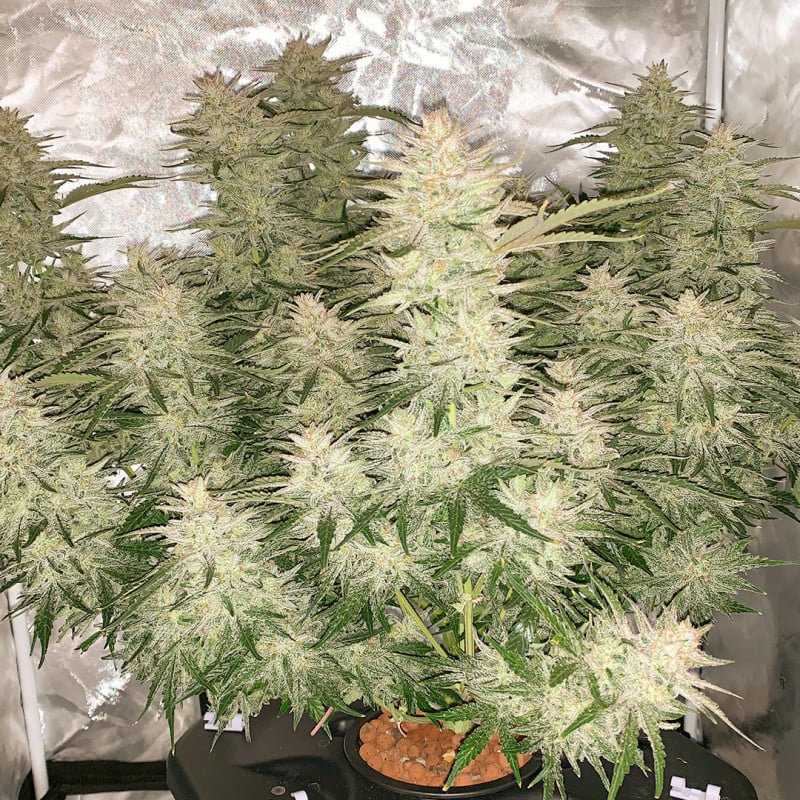 Auto Glueberry O.G. von Dutch Passion