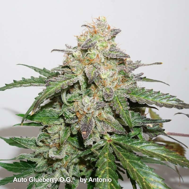 Auto Glueberry O.G. von Dutch Passion