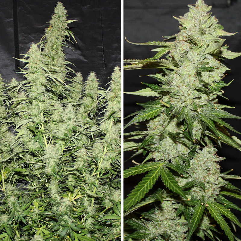 Auto Glueberry O.G. von Dutch Passion