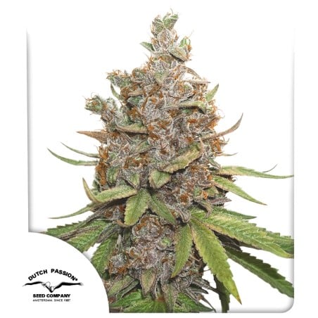 Auto Glueberry O.G. von Dutch Passion