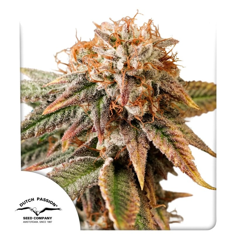 Auto Kingston Punch von Dutch Passion