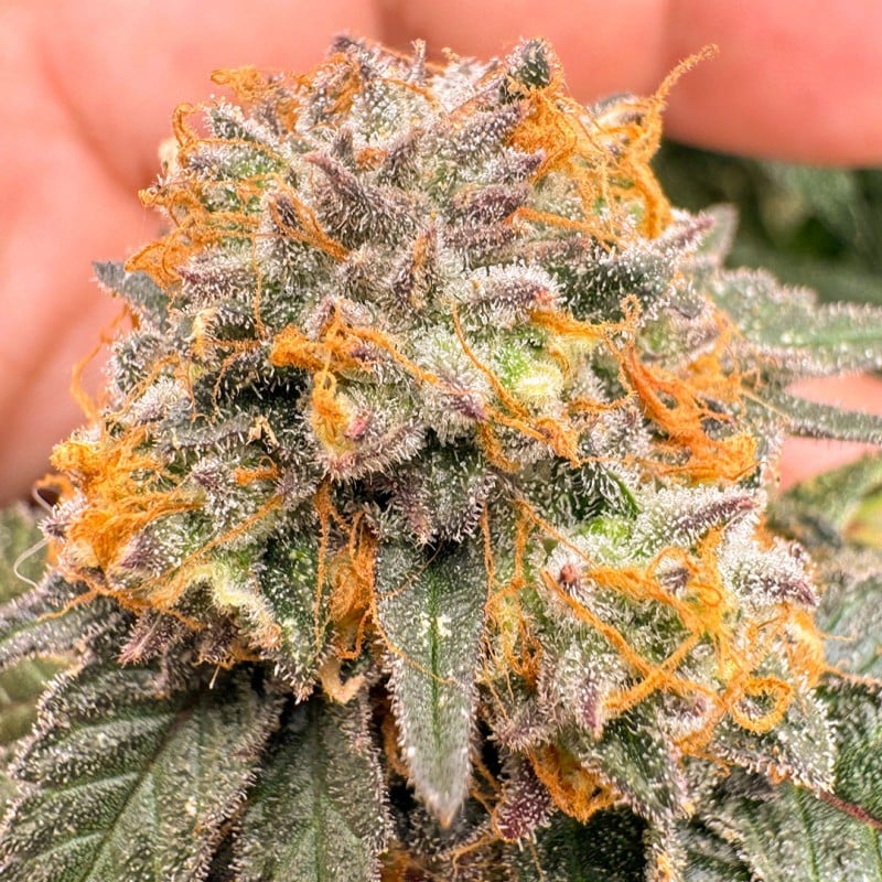 Auto Kingston Punch von Dutch Passion