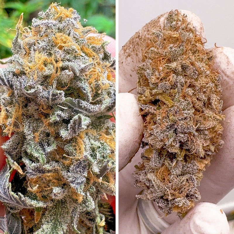 Auto Kingston Punch von Dutch Passion