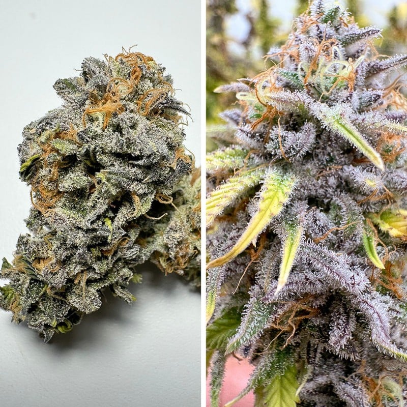 Auto Kingston Punch von Dutch Passion