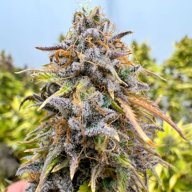 Auto Kingston Punch von Dutch Passion