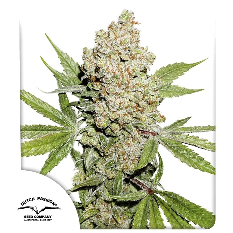 Auto Lemon Kix von Dutch Passion