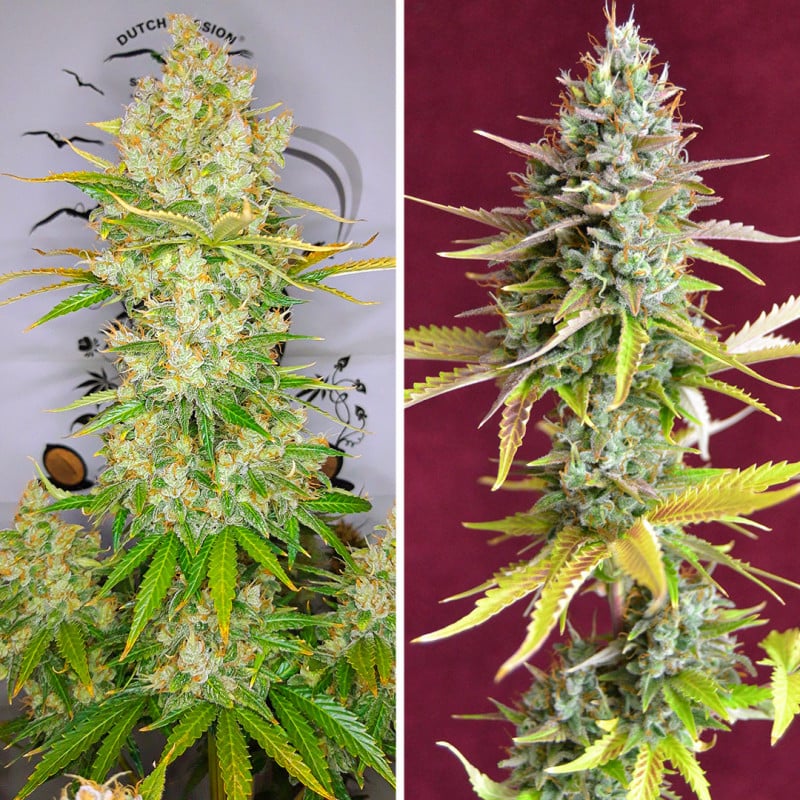Auto Lemon Kix von Dutch Passion