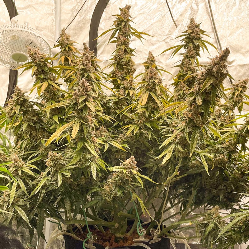 Auto Lemon Kix von Dutch Passion