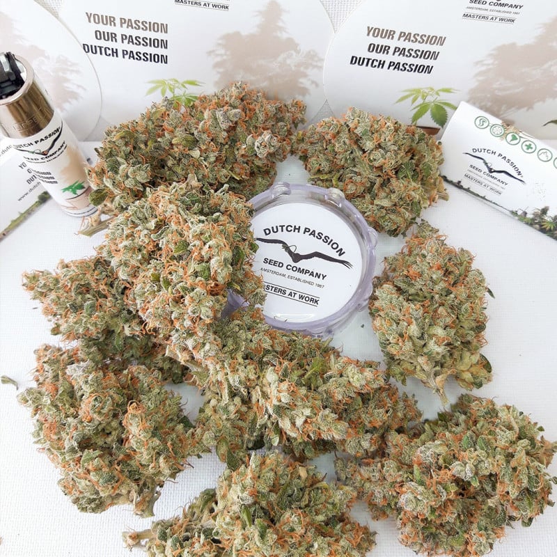 Auto Lemon Kix von Dutch Passion