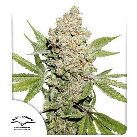 Auto Lemon Kix von Dutch Passion