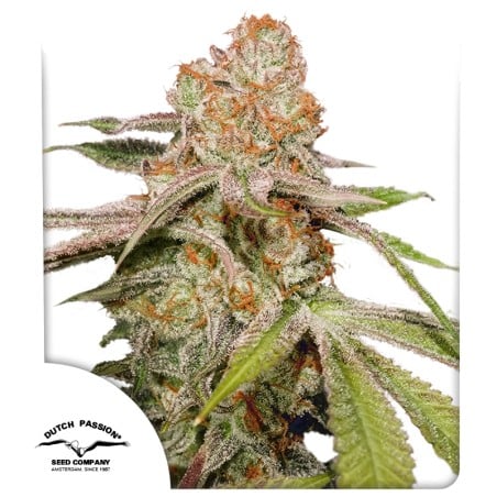 Auto MAC #1 von Dutch Passion