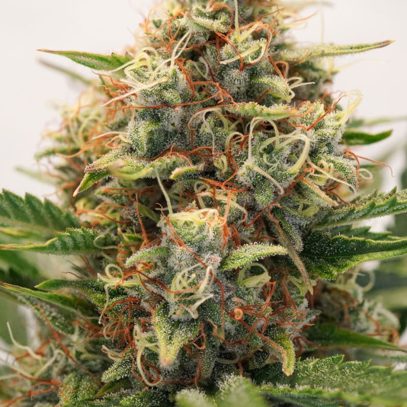 Auto MAC #1 von Dutch Passion