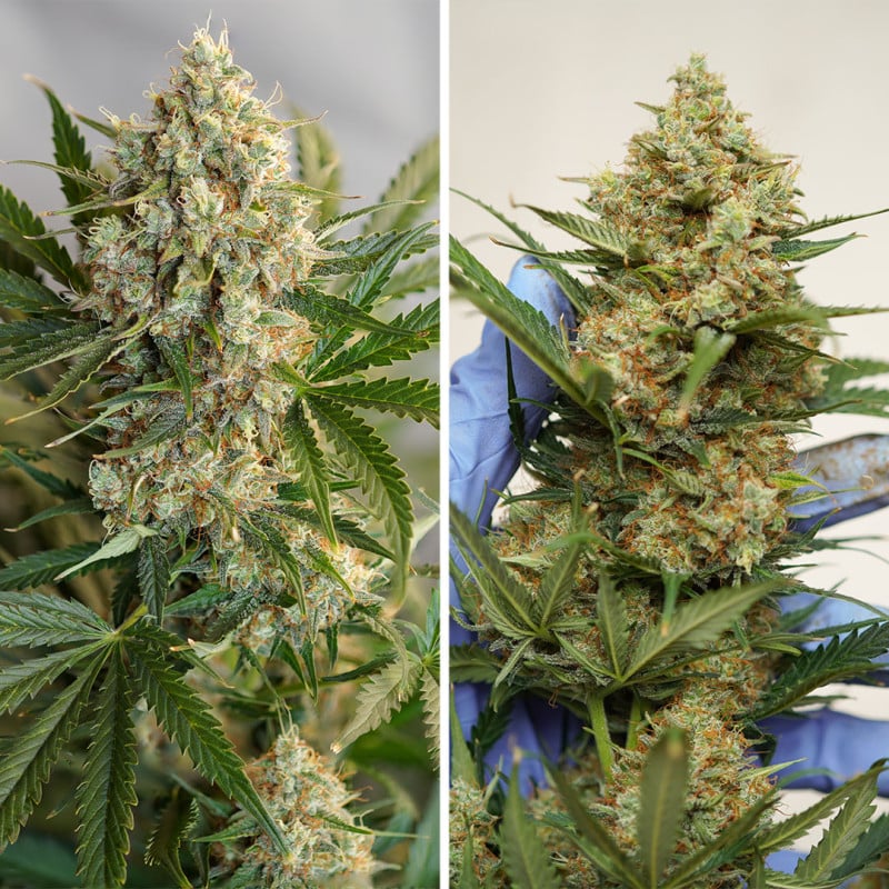 Auto MAC #1 von Dutch Passion