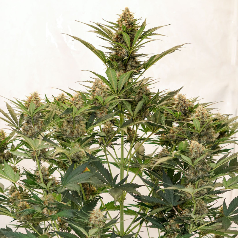 Auto MAC #1 von Dutch Passion