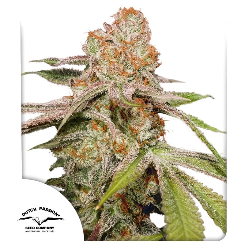 Auto MAC #1 von Dutch Passion