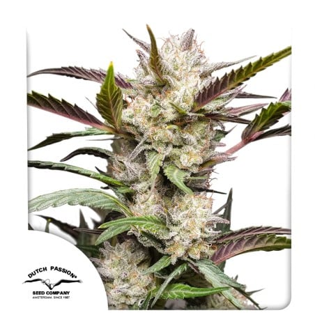 Auto Mimosa Punch von Dutch Passion