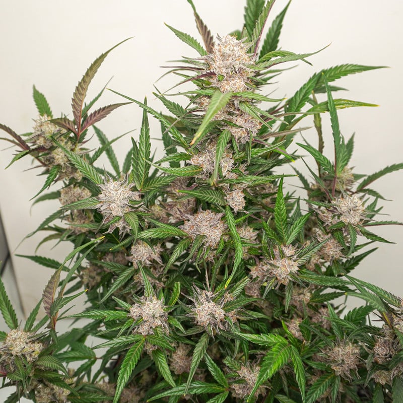 Auto Mimosa Punch von Dutch Passion
