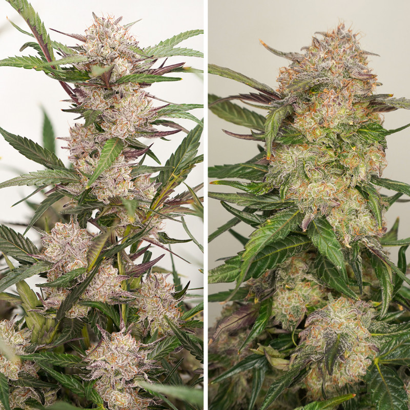 Auto Mimosa Punch von Dutch Passion